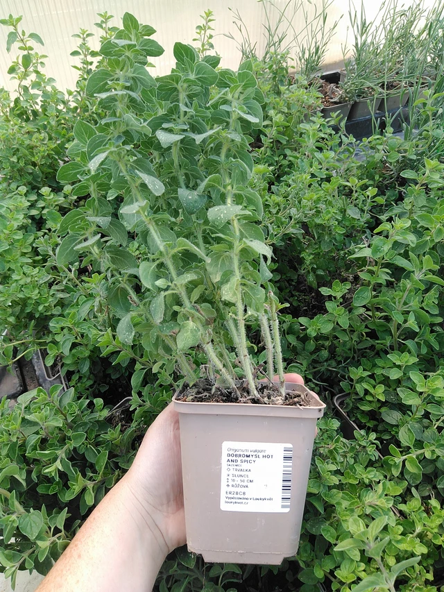 Dobromysl Hot And Spicy - 15. 5. 2025