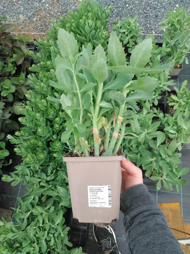 Rozchodník Herbstfreude - 9. 6. 2025