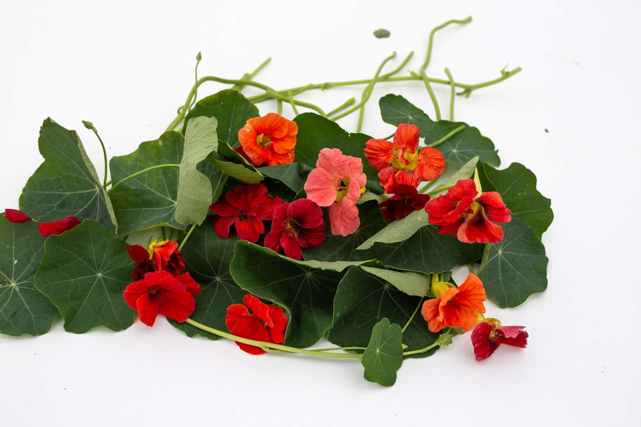 Lichořeřišnice Cherrelle, Loukykvět