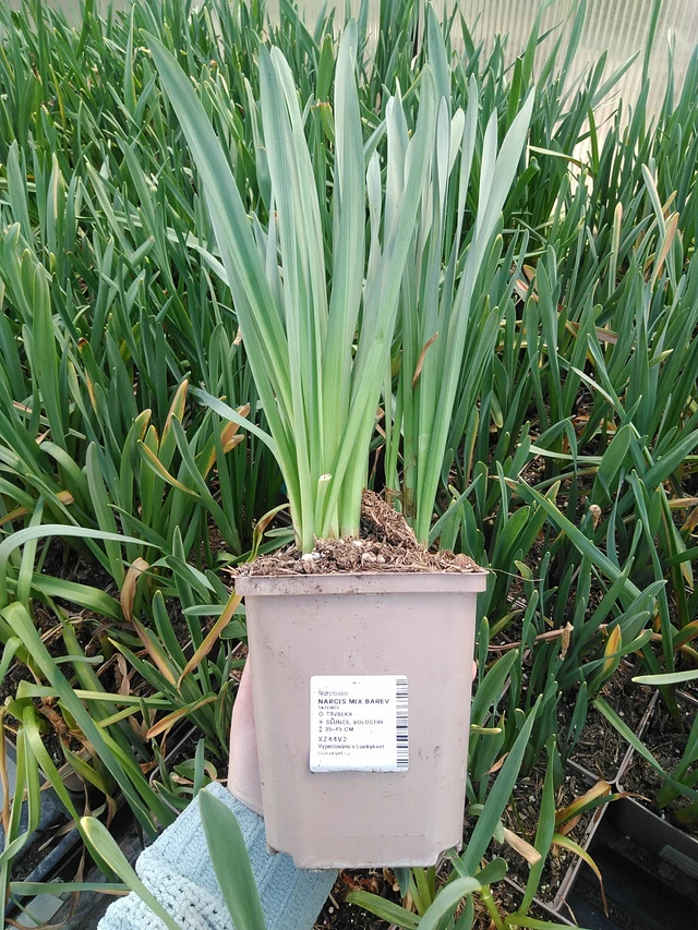 Narsissi Mix Barev - 15. 5. 2025