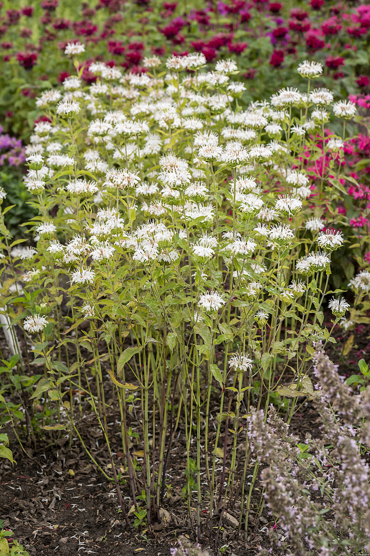 Monarda Schneewittchen, Loukykvět