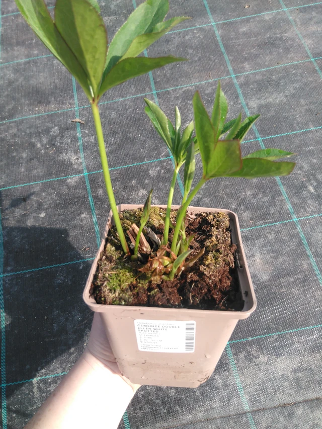 Hellebore Double Ellen White Spotted - 3. 4. 2025