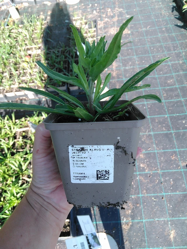 Stoke's Aster Klaus Jelitto - 19. 8. 2025