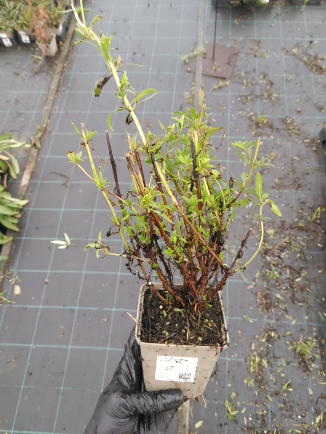 Hisopo officinal Roseus - 23. 10. 2025