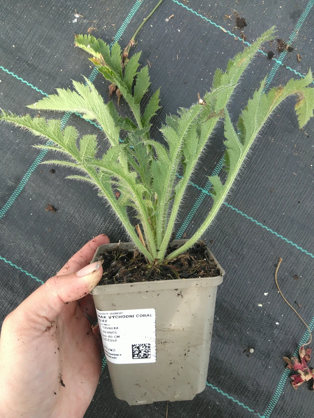 Mák východní Coral Reef - 11. 7. 2025
