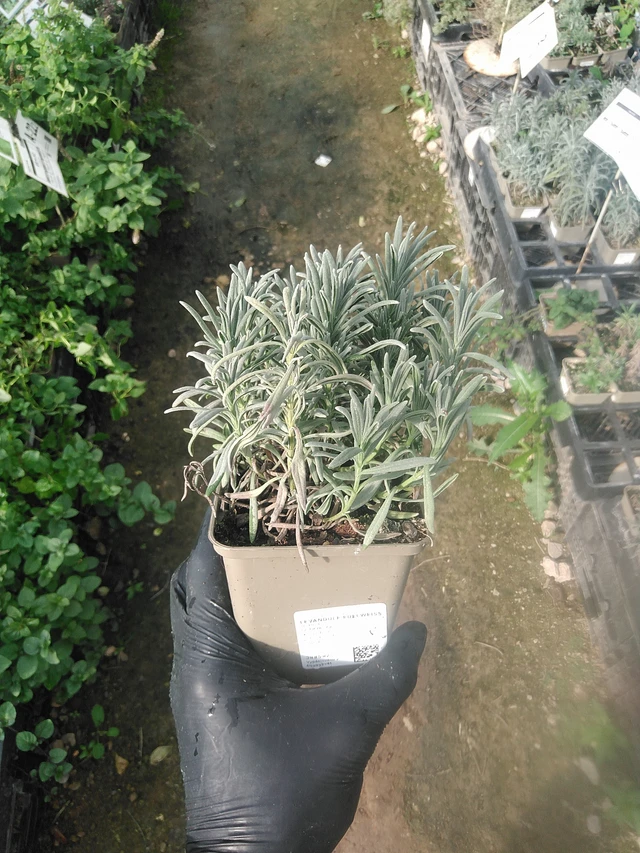 Lavanda Edelweiss - 13. 10. 2025