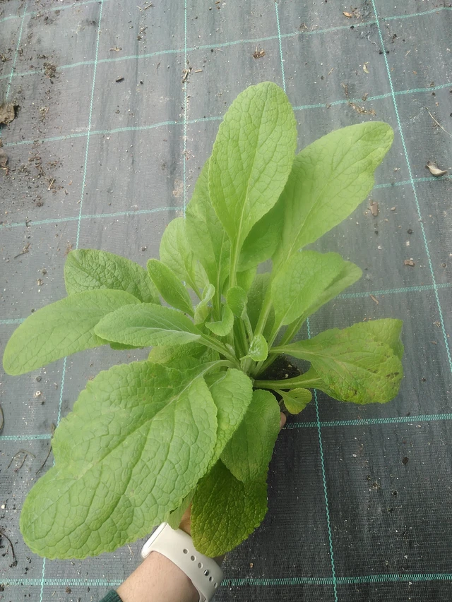 Dedalera Sutton’s Apricot - 17. 7. 2025