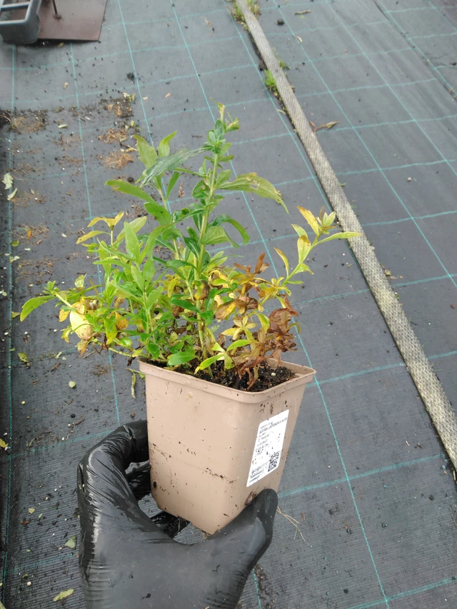 Aster japonés Alba - 23. 10. 2025