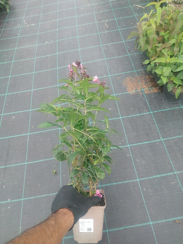 Phlox Sweet Summer Dream - 10. 9. 2025