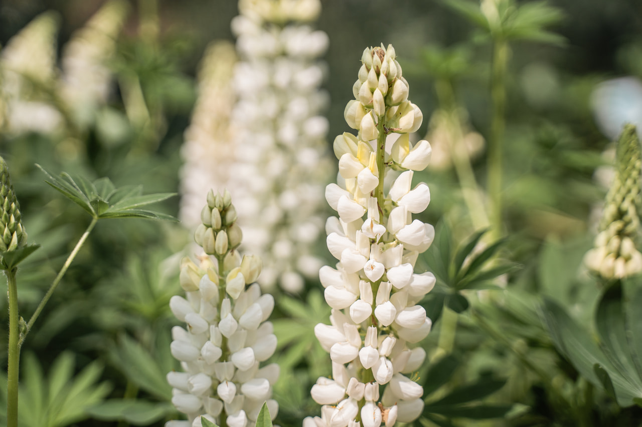 Csillagfürt Gallery White, Loukykvět