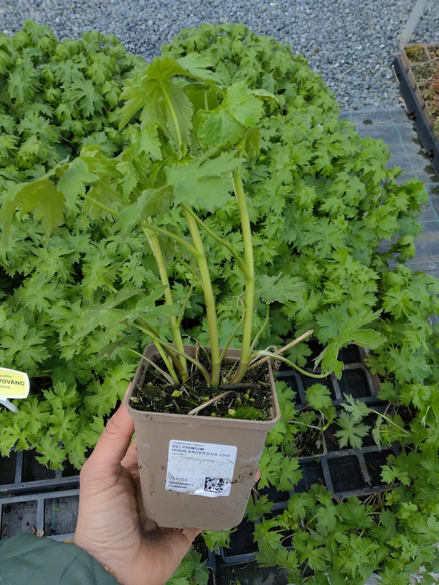 Riddarsporre Highlander Cha Cha - 21. 4. 2026