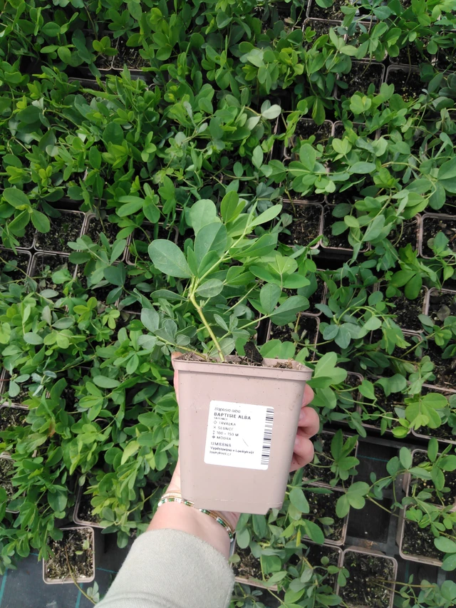 Baptisia Alba - 2024