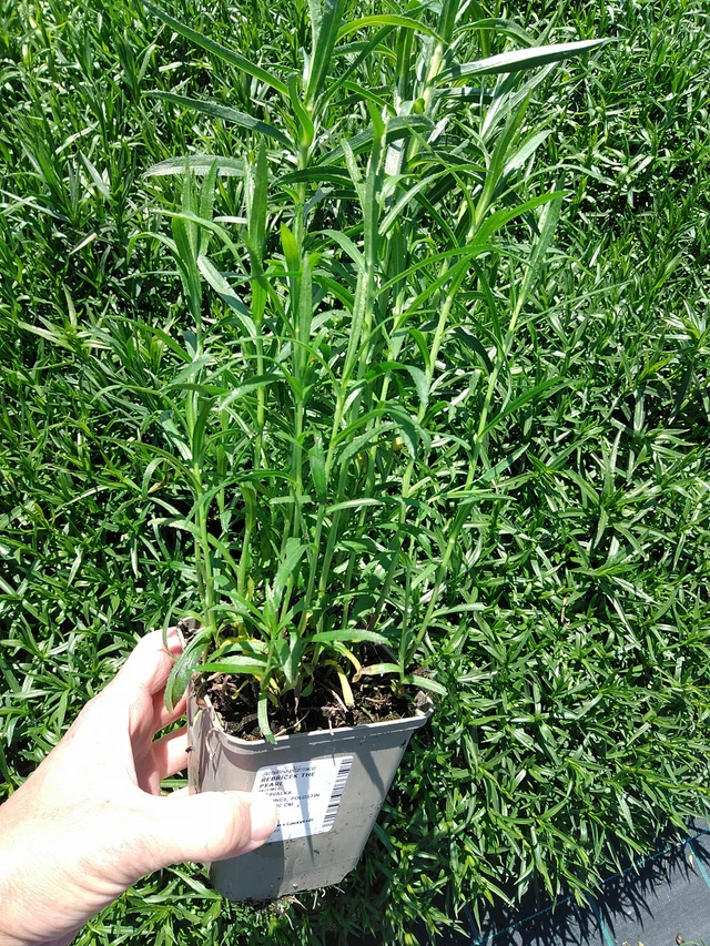 Milenrama The Pearl - 13. 5. 2025