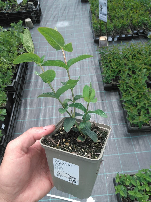 Hierba de San Juan Globo Champagne - 24. 6. 2025