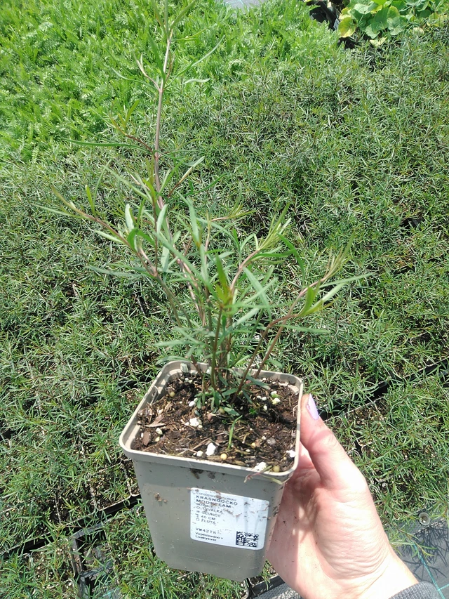 Krásnoočko Moonbeam - 9. 6. 2025