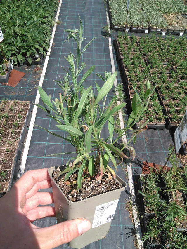 Svíčkovec Whirling Butterflies - 24. 6. 2025