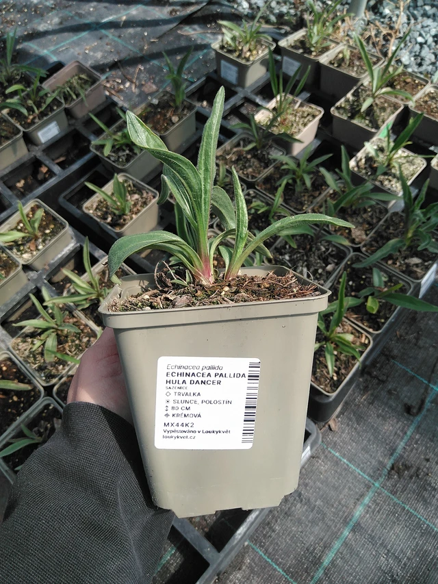Echinacea pallida Hula Dancer - 13. 5. 2025