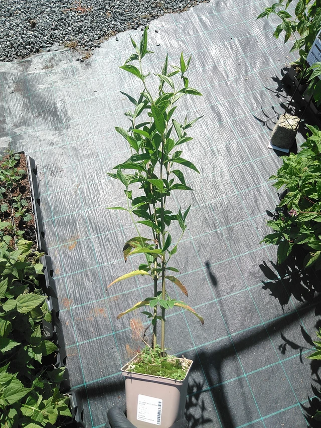 Girasol Lemon Queen - 19. 8. 2025