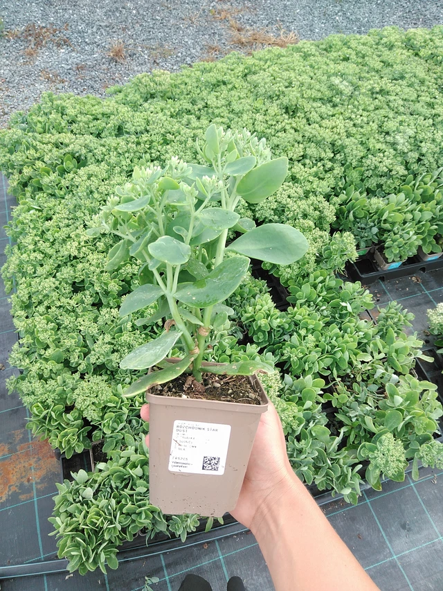 Sedum Star Dust - 10. 9. 2025