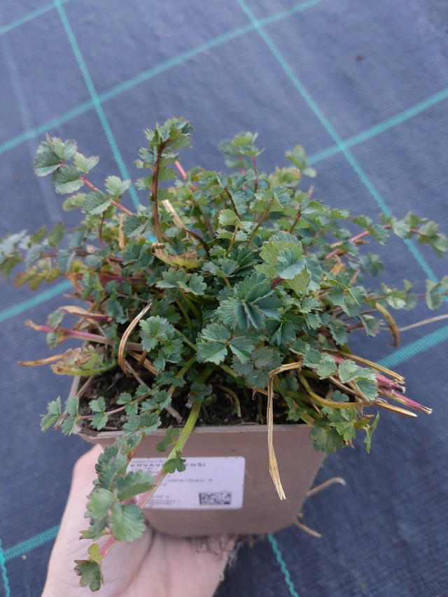 Csabaíre vérfű - 27. 3. 2026