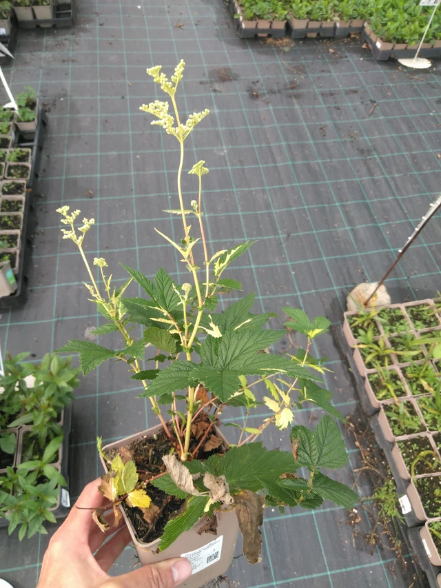 Angervo Variegata - 25. 7. 2025