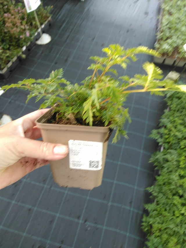 Udatna Charakter - 19. 8. 2025