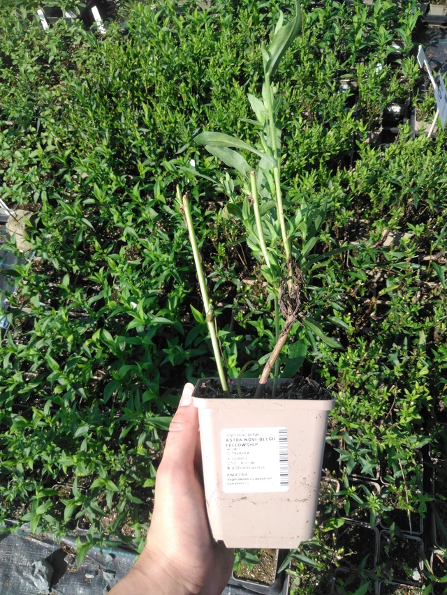 New York Aster Fellowship - 2024