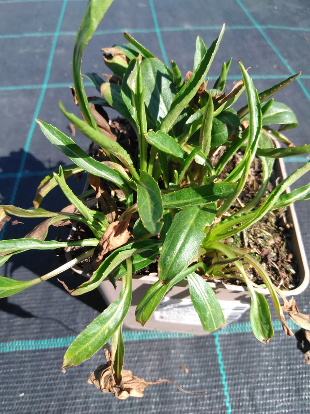 Řetězovka Rosea - 3. 4. 2025