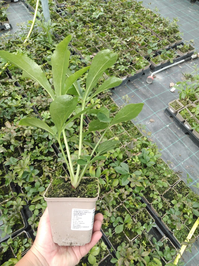 Hellebore Pretty Ellen White Spotted - 2024