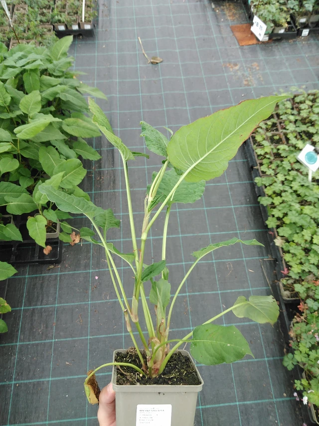 Persicaria Speciosa - 22. 7. 2025