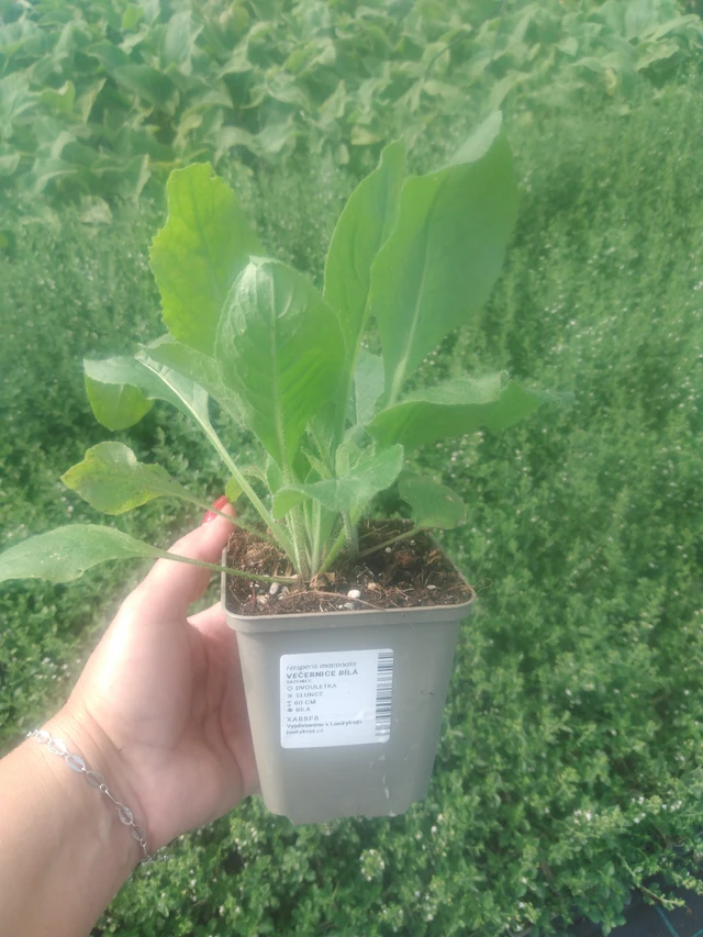 Večernice bílá - 2024