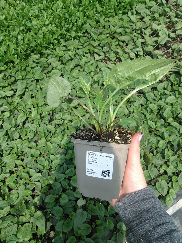 Rudbeckia Goldsturm - 9. 6. 2025