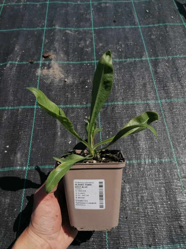 Hlaváč Fama Deep Blue - 2024