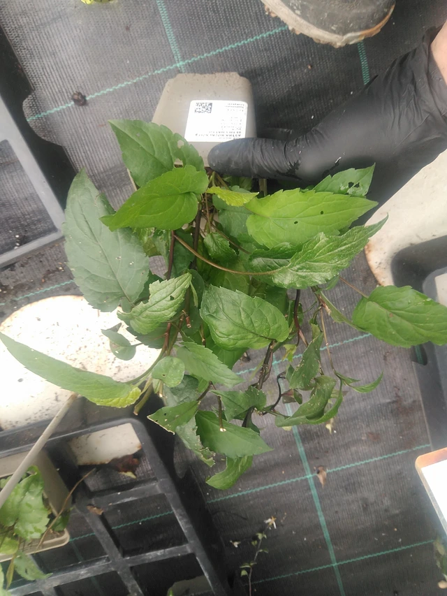 Astra rozkladitá Beth Chatto - 10. 9. 2025