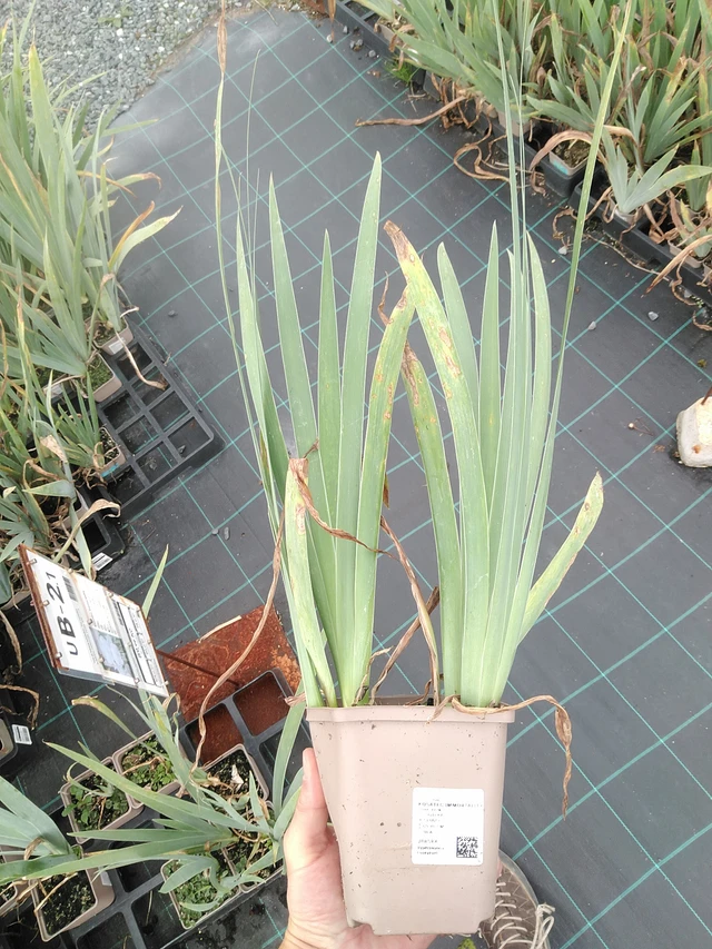 Iris Immortality - 21. 7. 2025