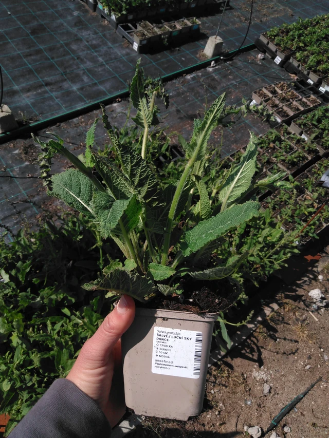 Niittyvirna Sky Dance - 13. 5. 2025