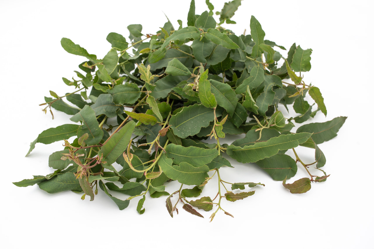 Eukalyptus citrónový, Loukykvět