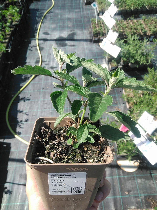 Caryopteris Pagoda Lagoon - 30. 6. 2025