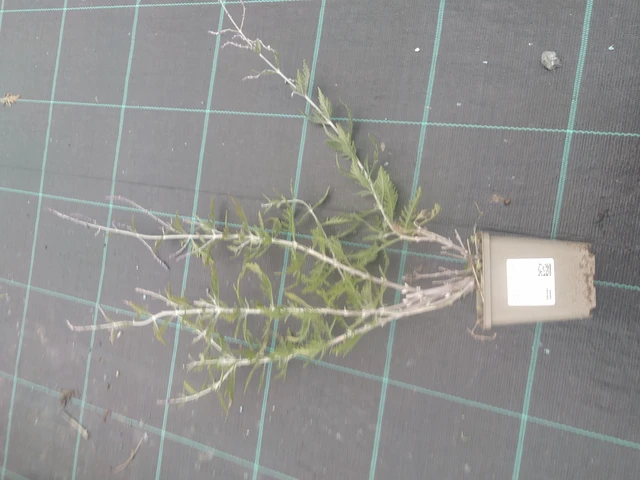 Pensaskanerva Blue Spire - 10. 10. 2025