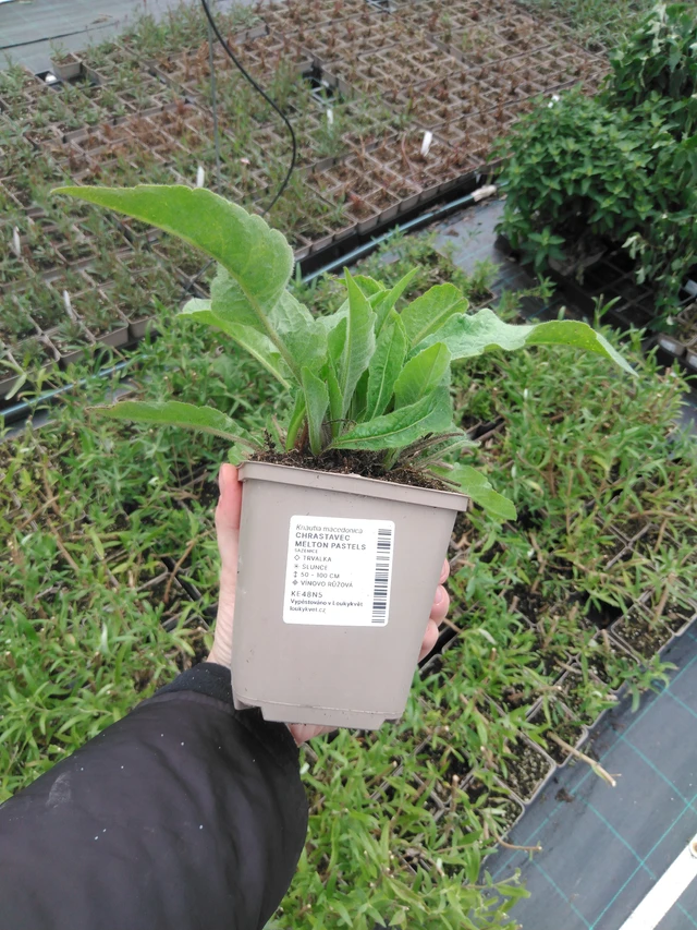 Chrastavec Melton Pastels - 2024