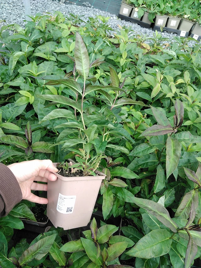 Phlox Sweet Summer Dream - 9. 6. 2025