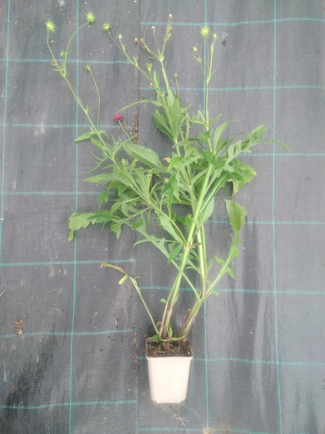Scabiosa Red Knight - 2024