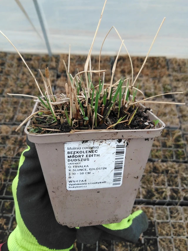 Nurmilauha Edith Dudszus - 8. 4. 2025