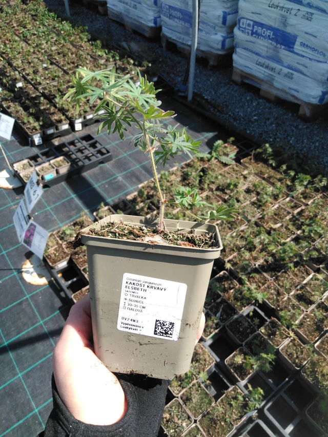 Verikurjenpolvi krvavý Elsbeth - 13. 5. 2025