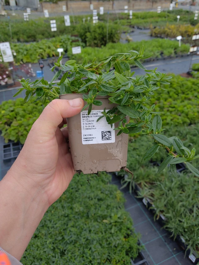 Aurinkoruusu Bronzeteppich - 9. 10. 2025