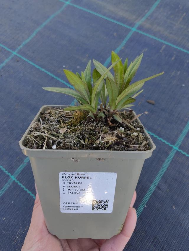 Flox Kurpel - 27. 3. 2026