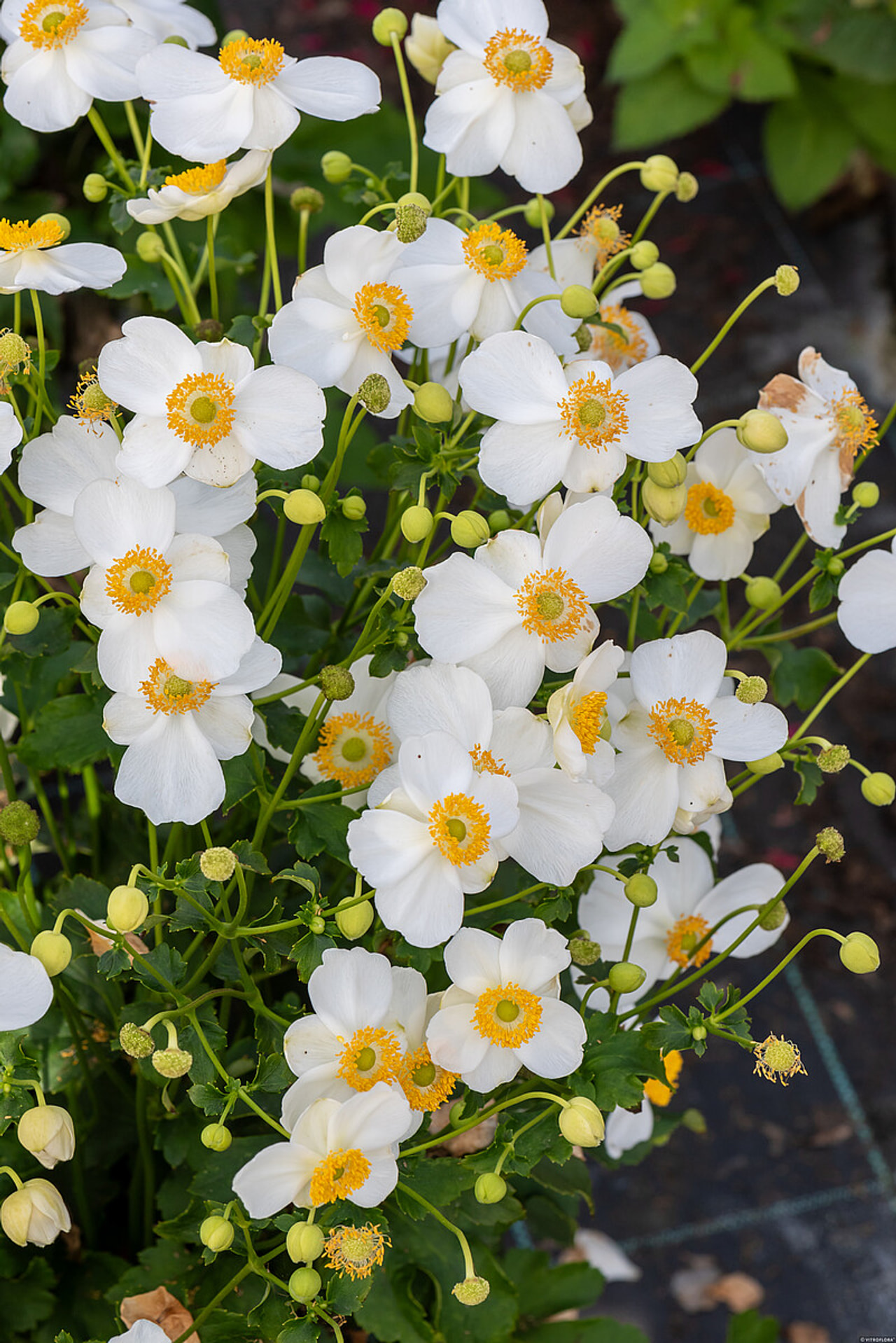 Sasanka japonská Andrea Atkinson, Loukykvět