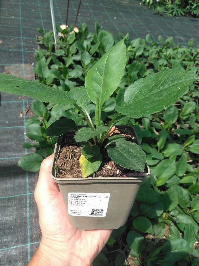 Astra Twilight - 24. 6. 2025