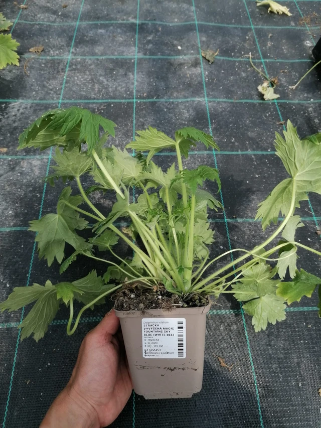 Larkspur Magic Fountains Sky Blue (White Bee) - 2024