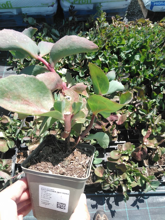 Maksaruoho Matrona - 24. 6. 2025